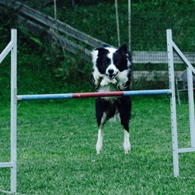 Urlaub-mit-Hund: Trainings am Freiplatz - Hotel Grimming Dogs & Friends