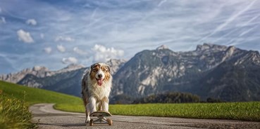 Hundehotel - PLZ 5602 (Österreich) - Spiel und Spaß auf zwei oder vier Beinen - Hotel Grimming Dogs & Friends