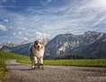 Urlaub-mit-Hund: Spiel und Spaß auf zwei oder vier Beinen - Hotel Grimming Dogs & Friends