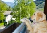 Urlaub-mit-Hund: Hotel Grimming Dogs & Friends