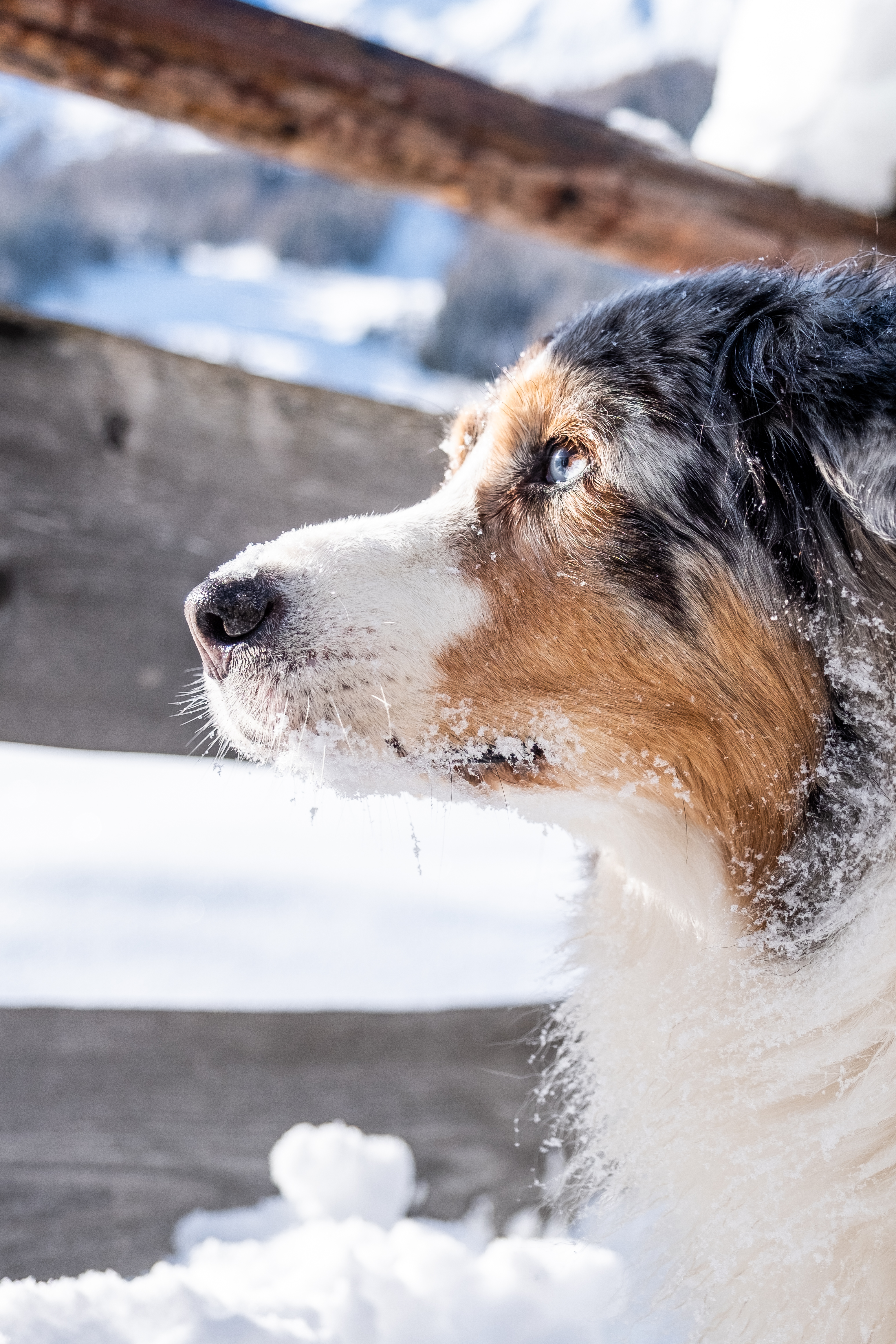 Urlaub-mit-Hund: Dave - Hotel Grimming Dogs & Friends