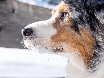Hundehotel - WLAN - Berchtesgaden - Dave - Hotel Grimming Dogs & Friends