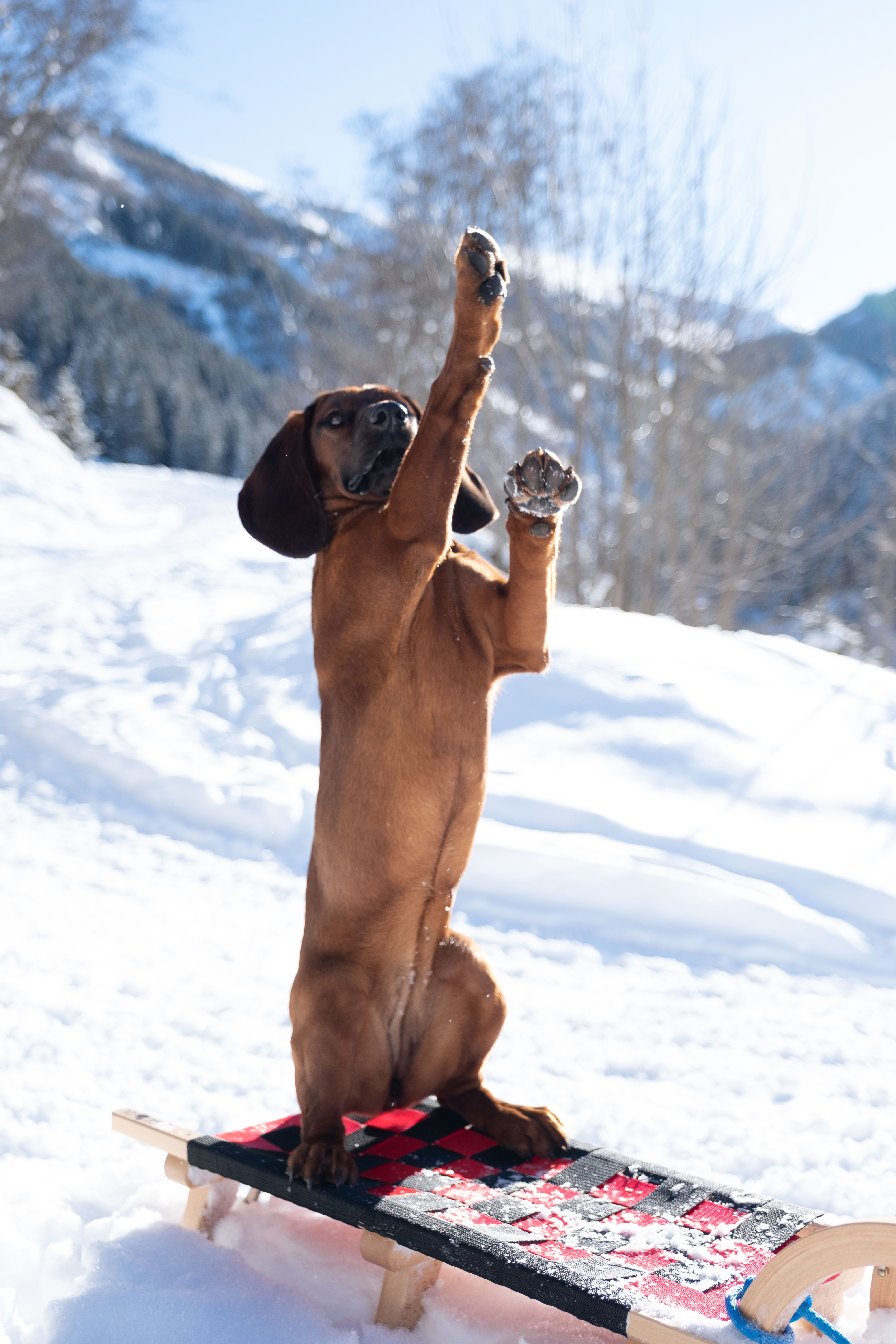 Urlaub-mit-Hund: Bixie Langreiter - Hotel Grimming Dogs & Friends