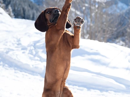 Hundehotel - WLAN - Berchtesgaden - Bixie Langreiter - Hotel Grimming Dogs & Friends