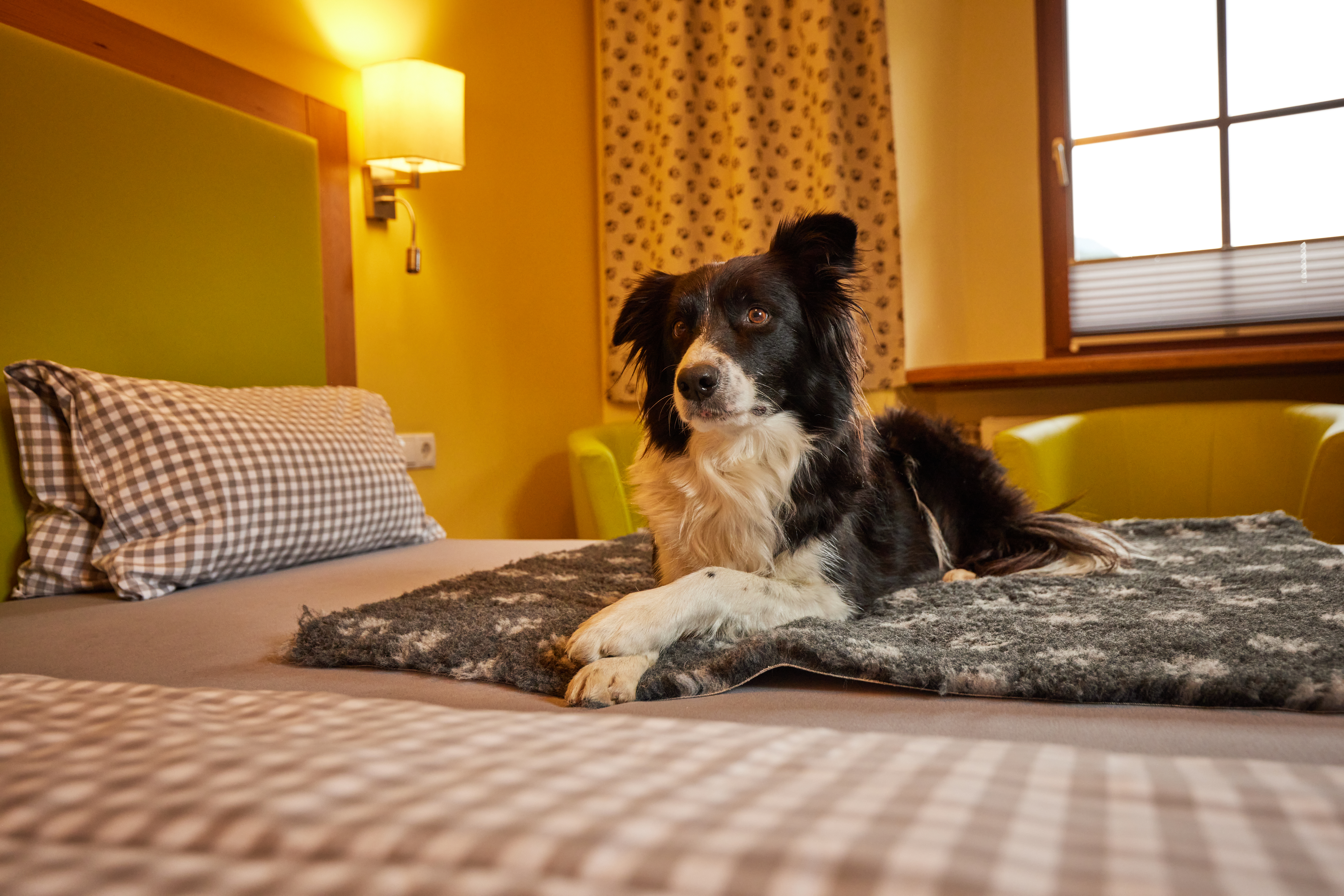 Urlaub-mit-Hund: Unsere Zimmer - Hotel Grimming Dogs & Friends