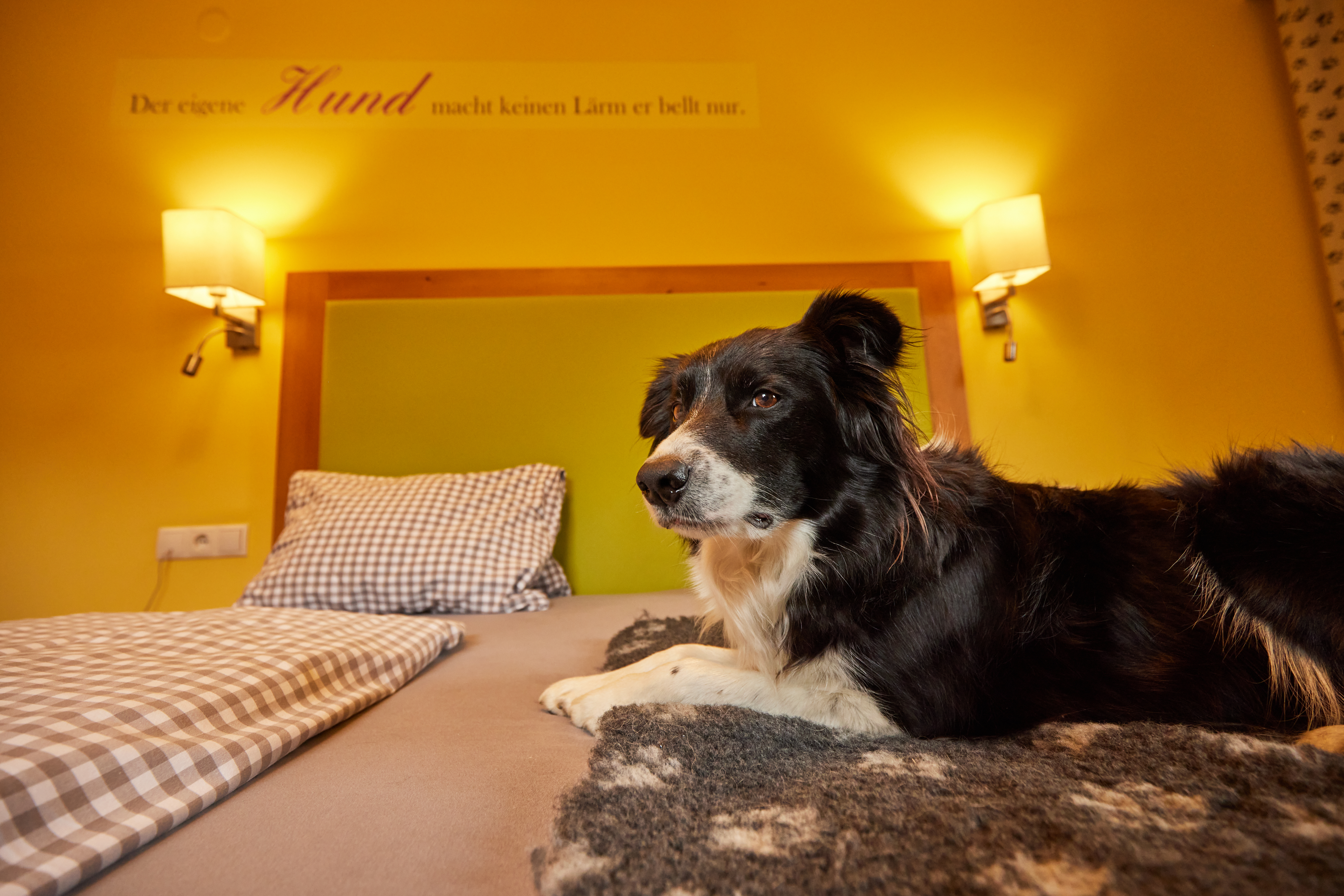 Urlaub-mit-Hund: Zimmer mit Hund - Hotel Grimming Dogs & Friends