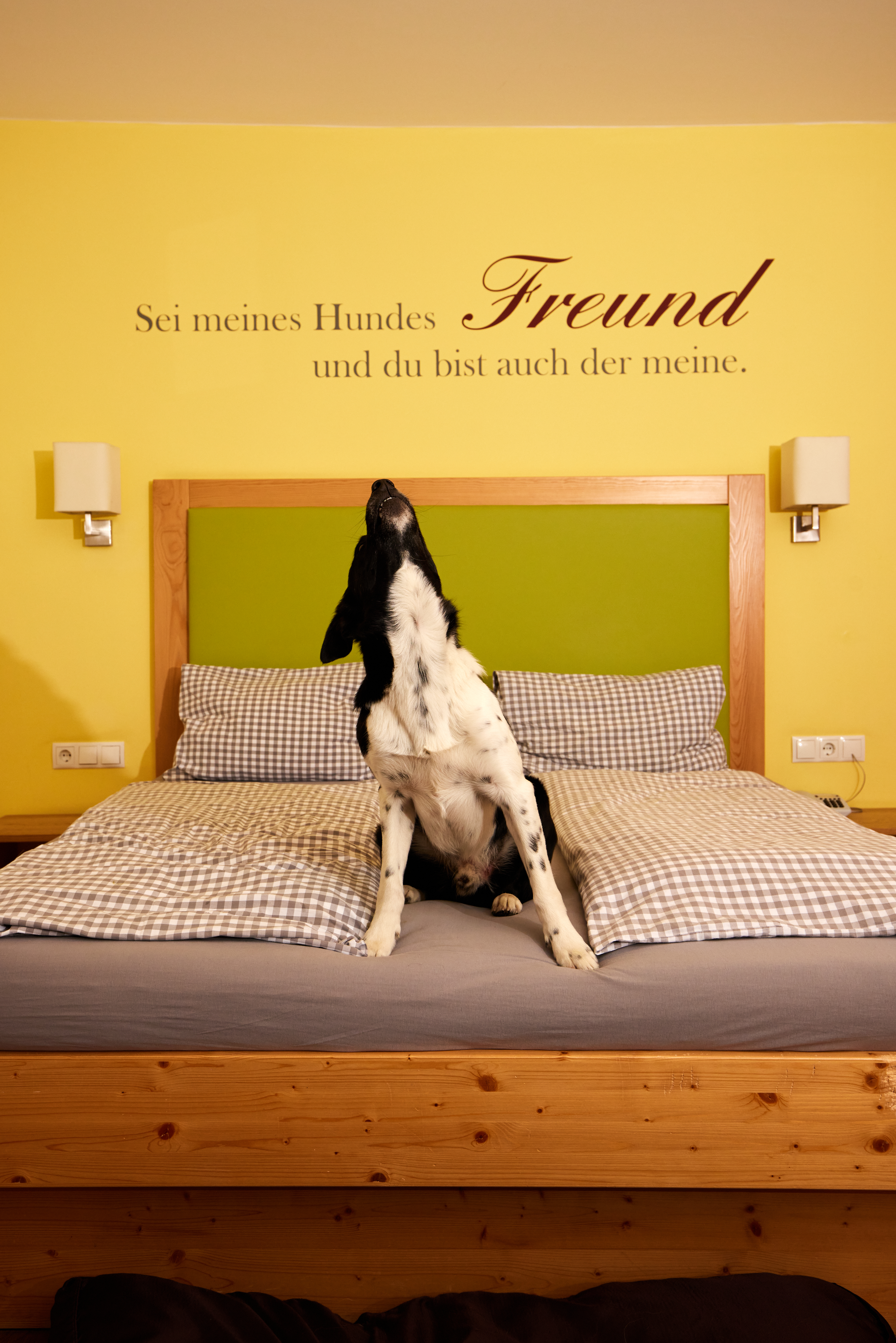 Urlaub-mit-Hund: ein Hundetraum - Hotel Grimming Dogs & Friends