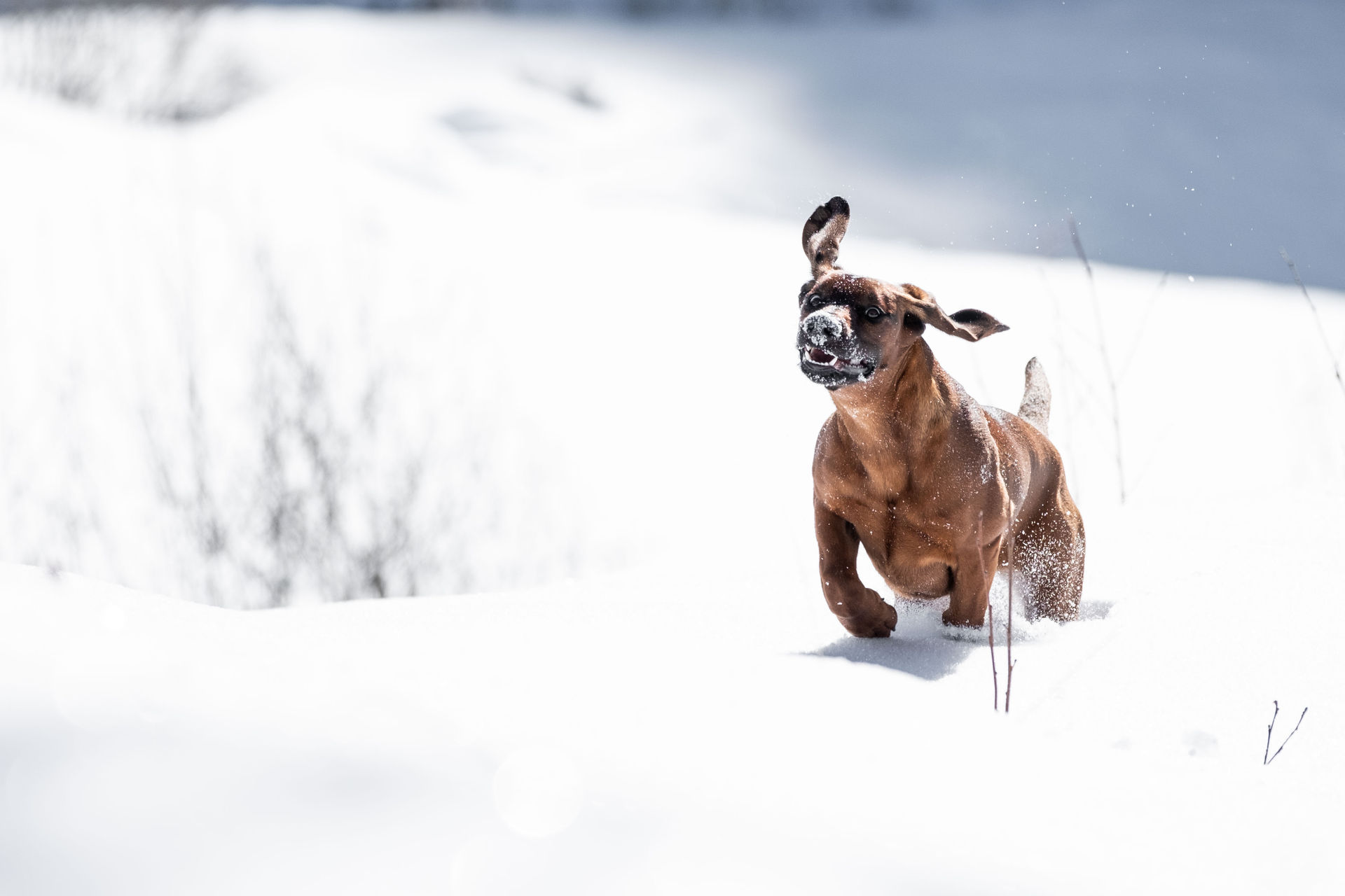 Urlaub-mit-Hund: Bixie im Schnee - Hotel Grimming Dogs & Friends
