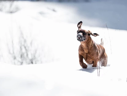 Hundehotel - WLAN - Berchtesgaden - Bixie im Schnee - Hotel Grimming Dogs & Friends