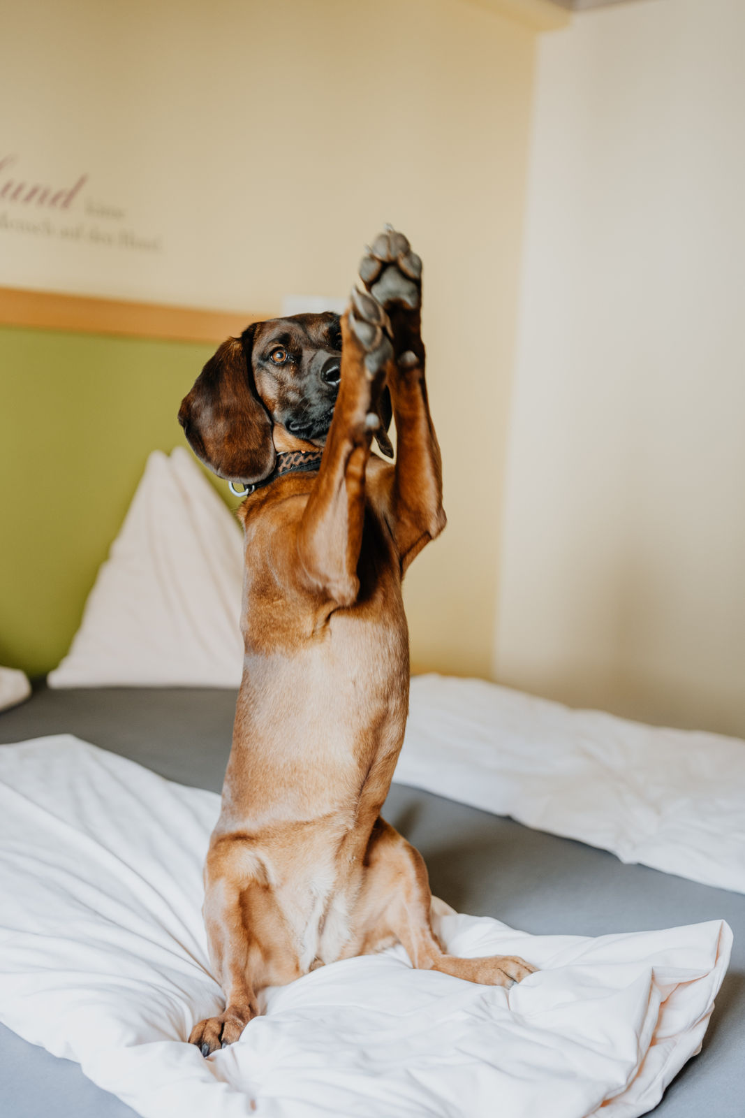 Urlaub-mit-Hund: Hotel Grimming Dogs & Friends