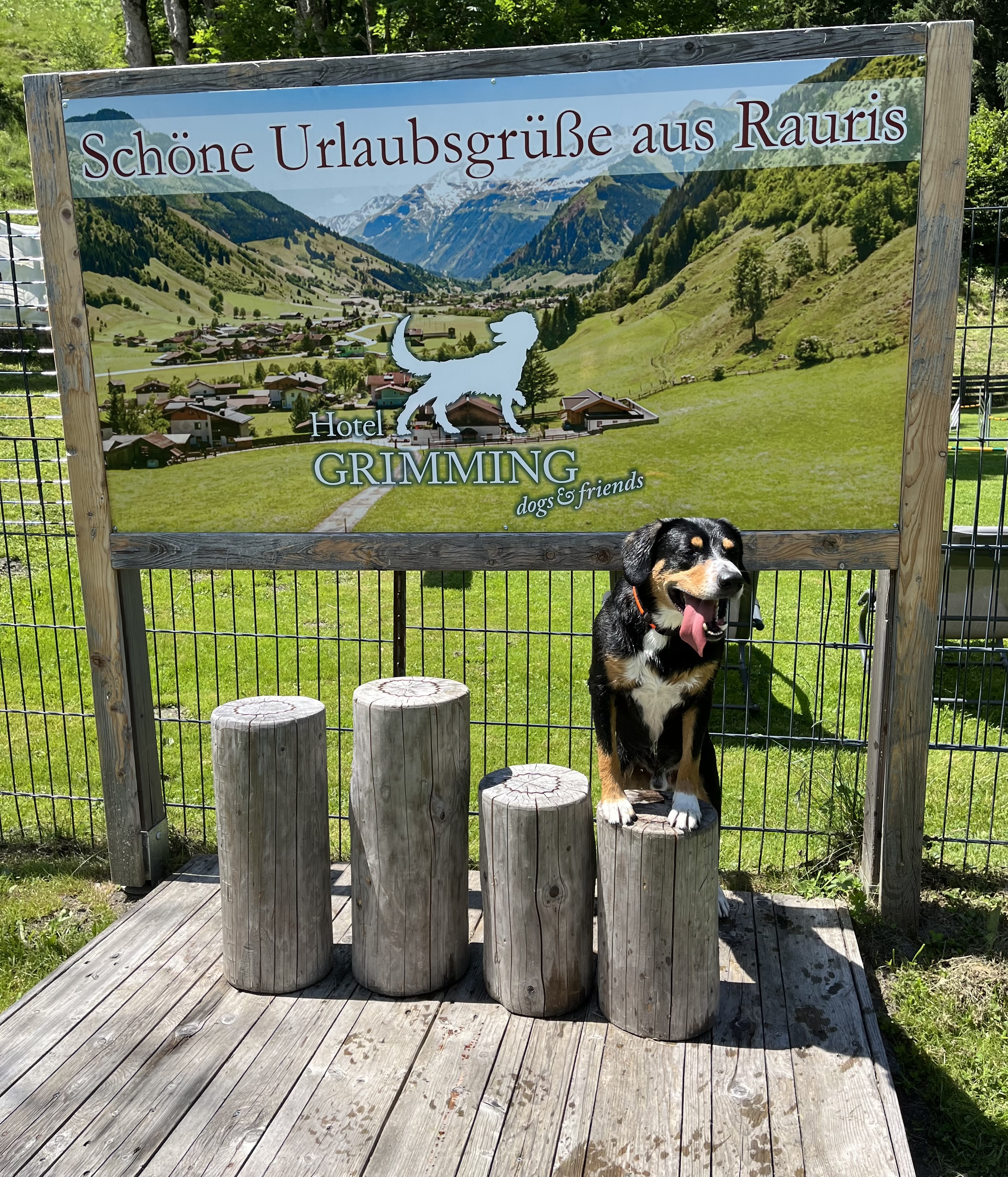 Urlaub-mit-Hund: Hotel Grimming Dogs & Friends