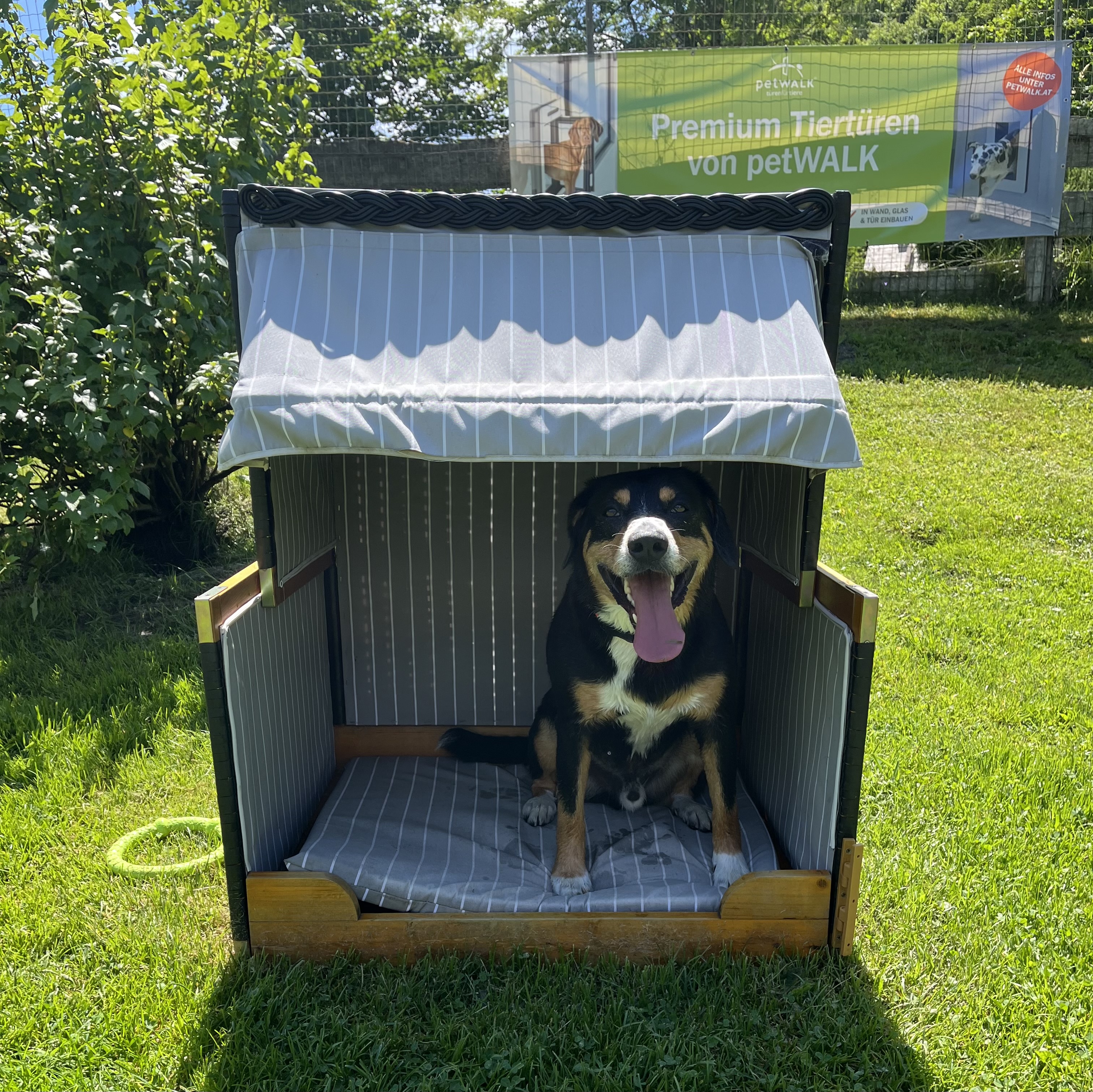 Urlaub-mit-Hund: Hotel Grimming Dogs & Friends