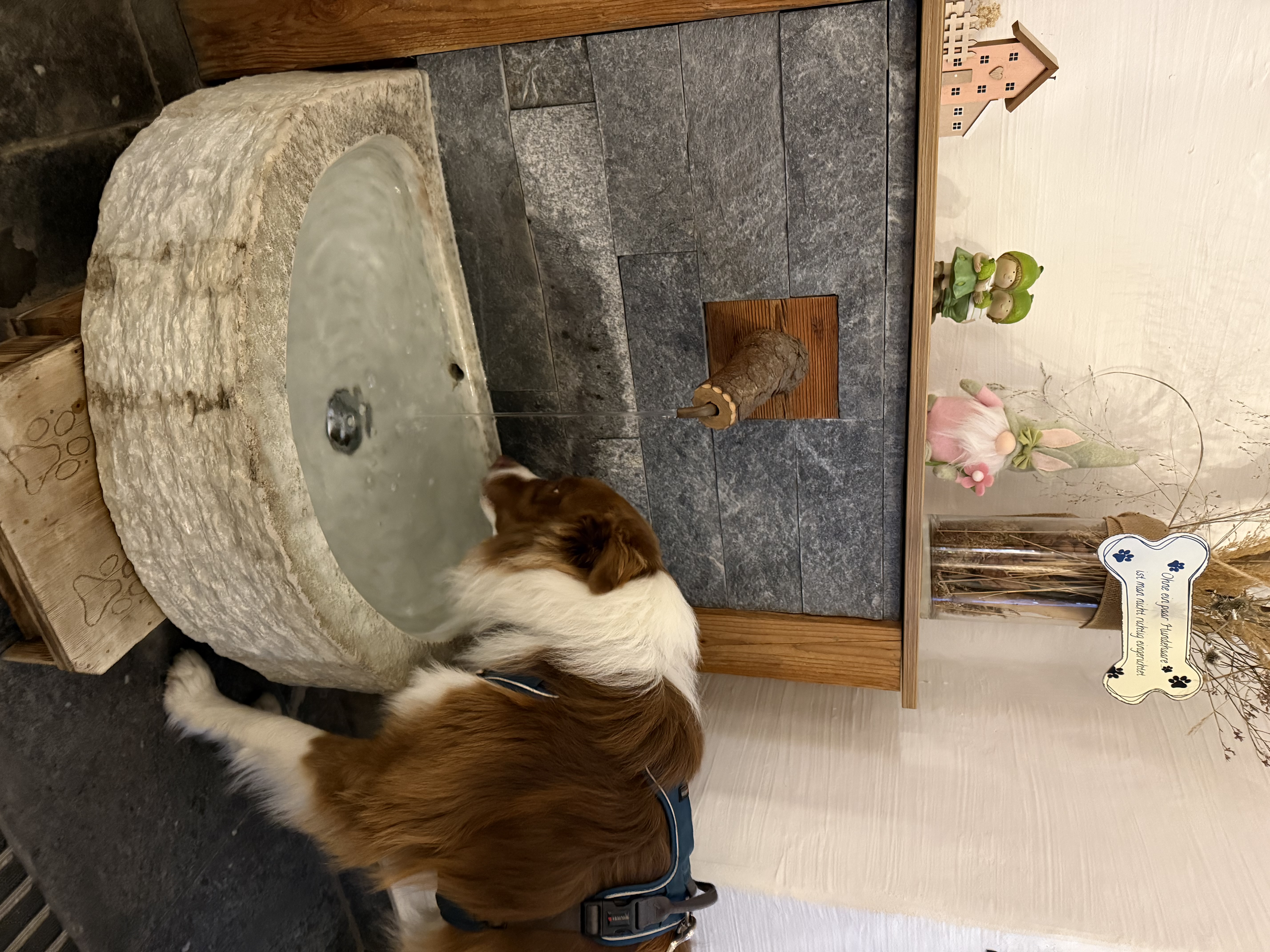 Urlaub-mit-Hund:  Wasserbecken im Eingangsbereich - Hotel Grimming Dogs & Friends