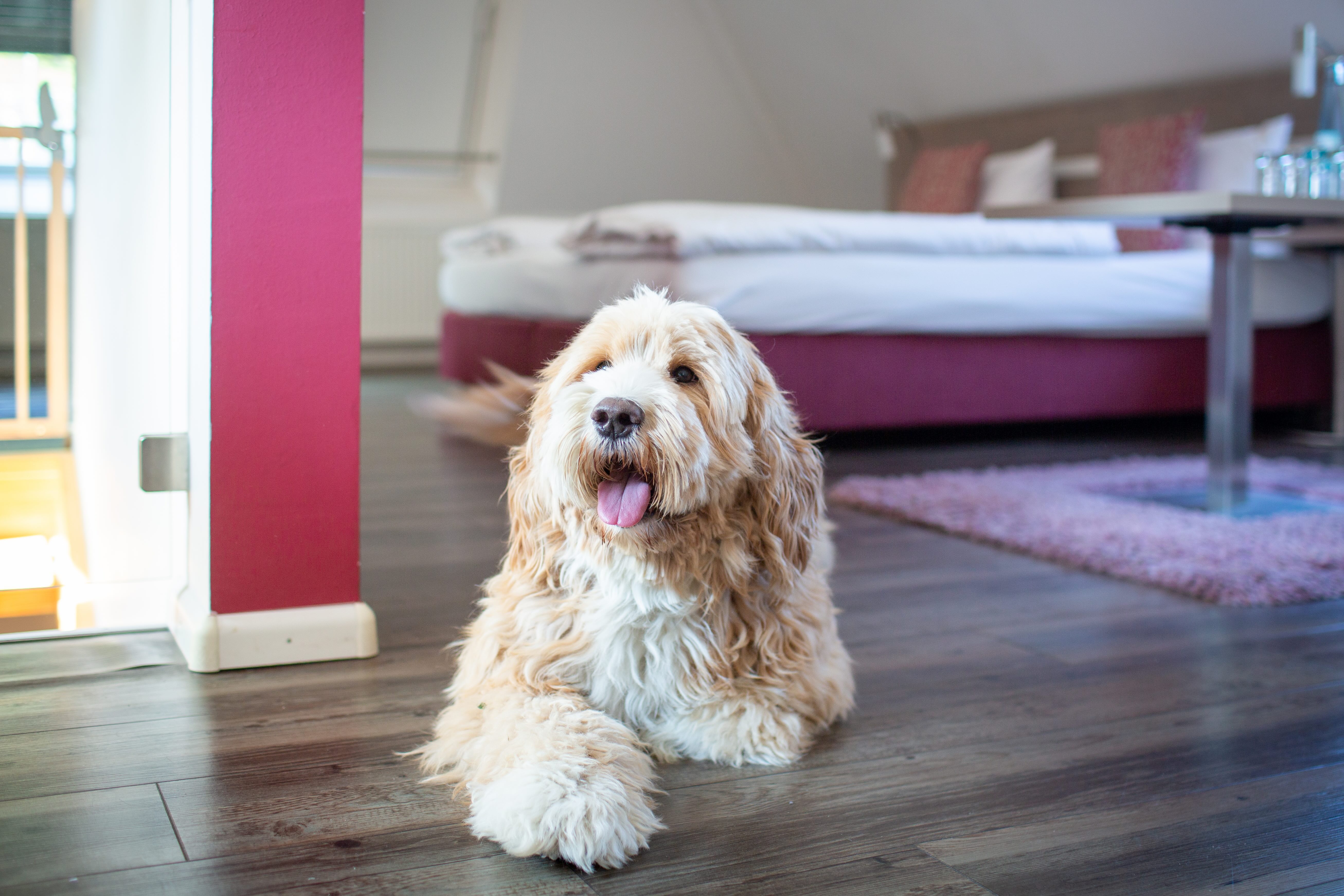 Urlaub-mit-Hund: Hotel Hofgut Sternen - Wohnen | Schlafen