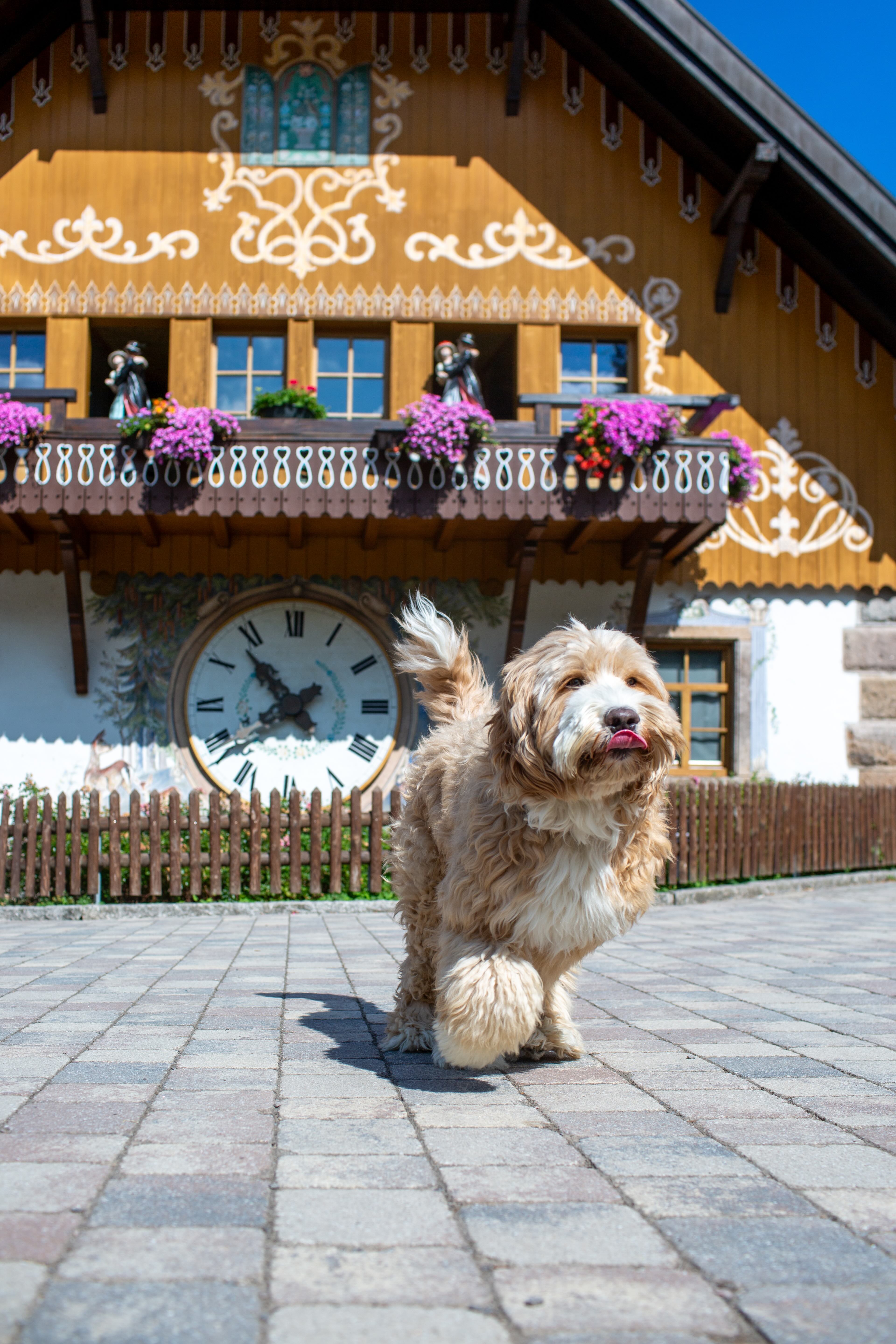 Urlaub-mit-Hund: Hotel Hofgut Sternen - Haus | Umgebung