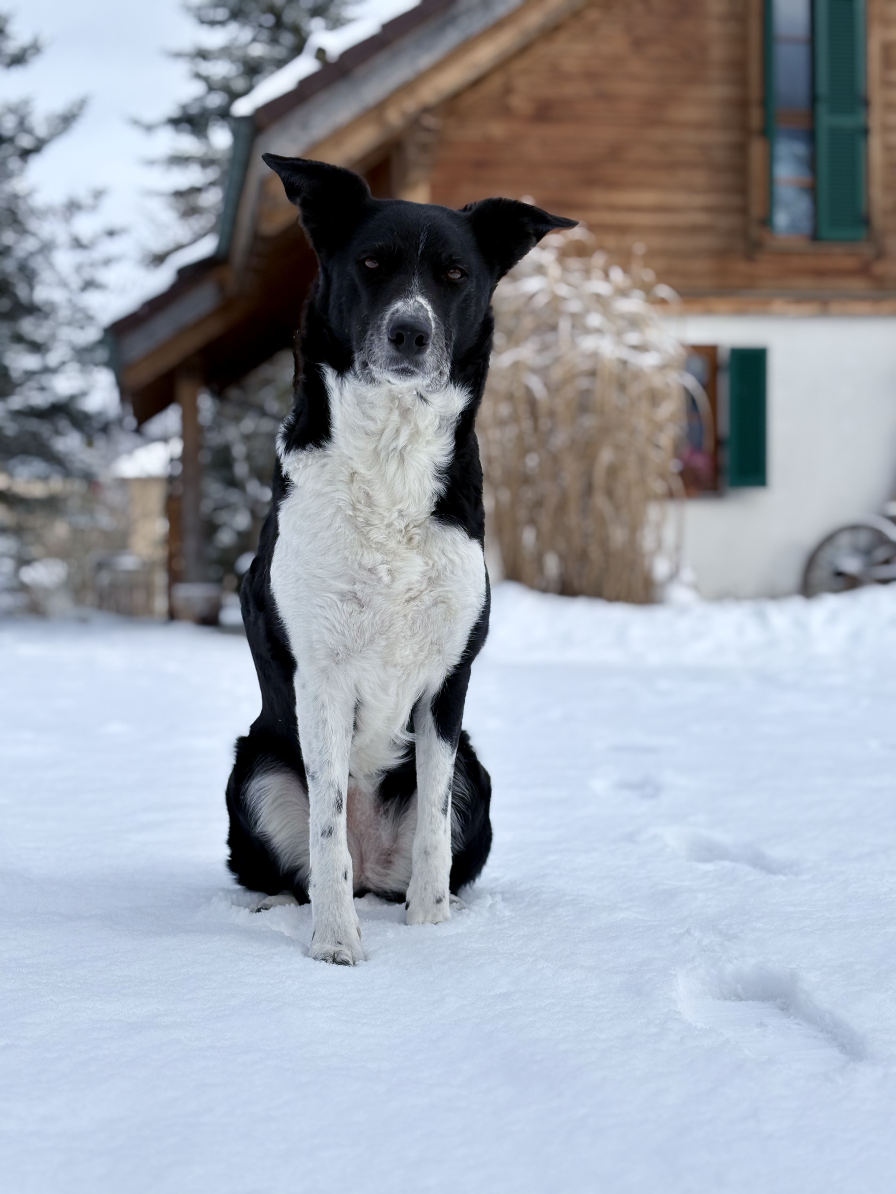 Ferienhaus mit Hund: LaDolceVital 