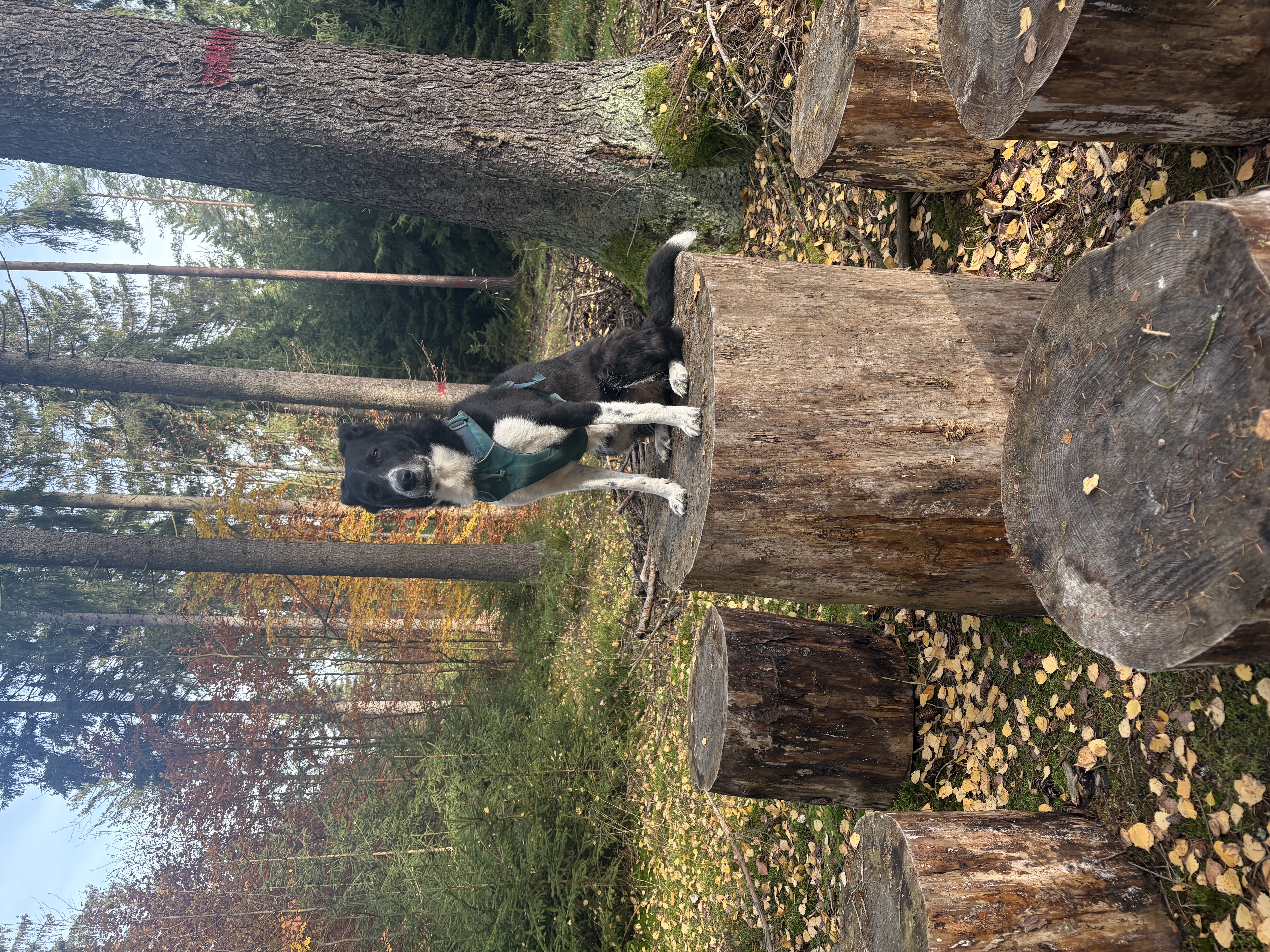 Ferienhaus mit Hund: LaDolceVital 