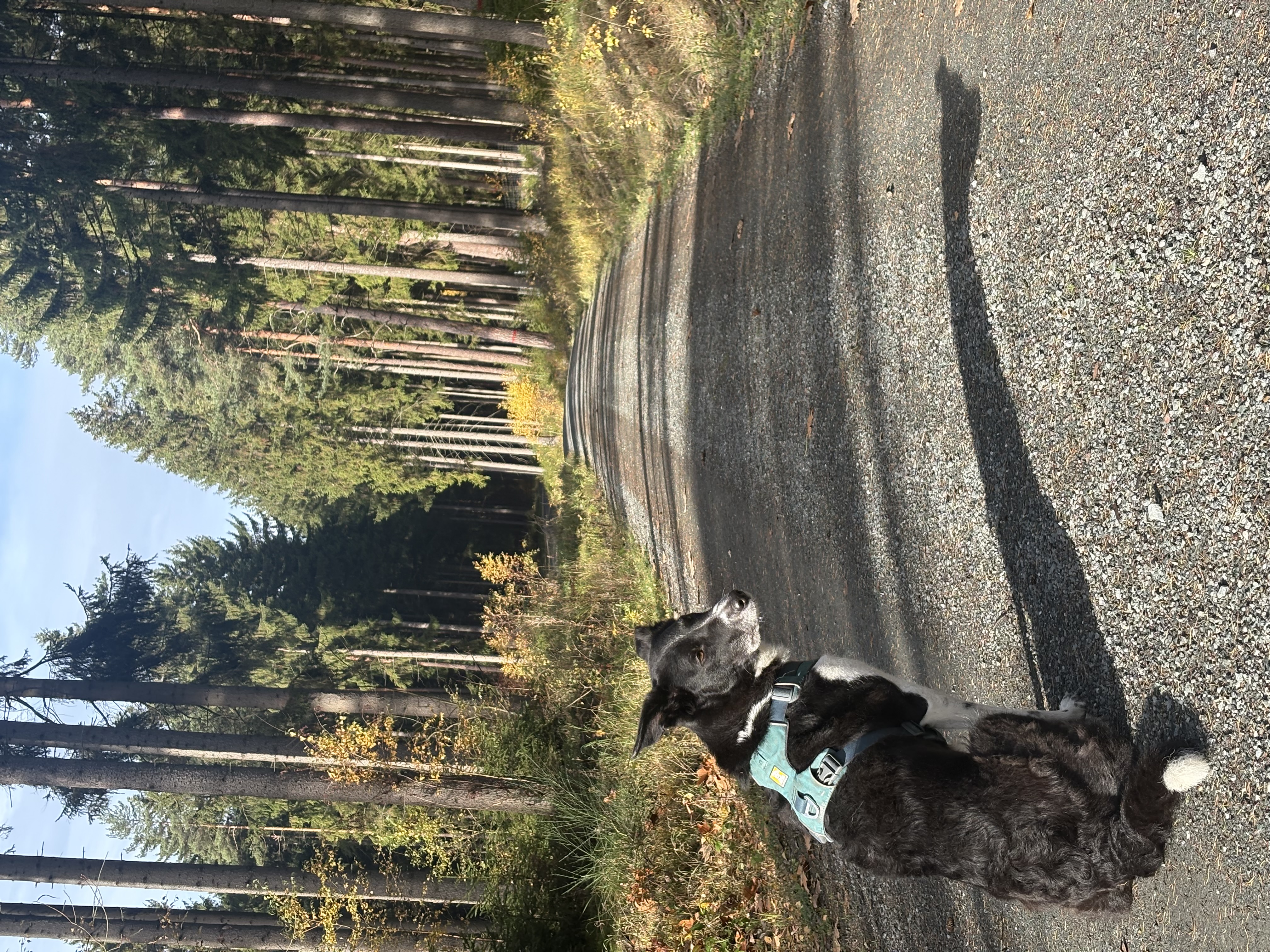Ferienhaus mit Hund: LaDolceVital 