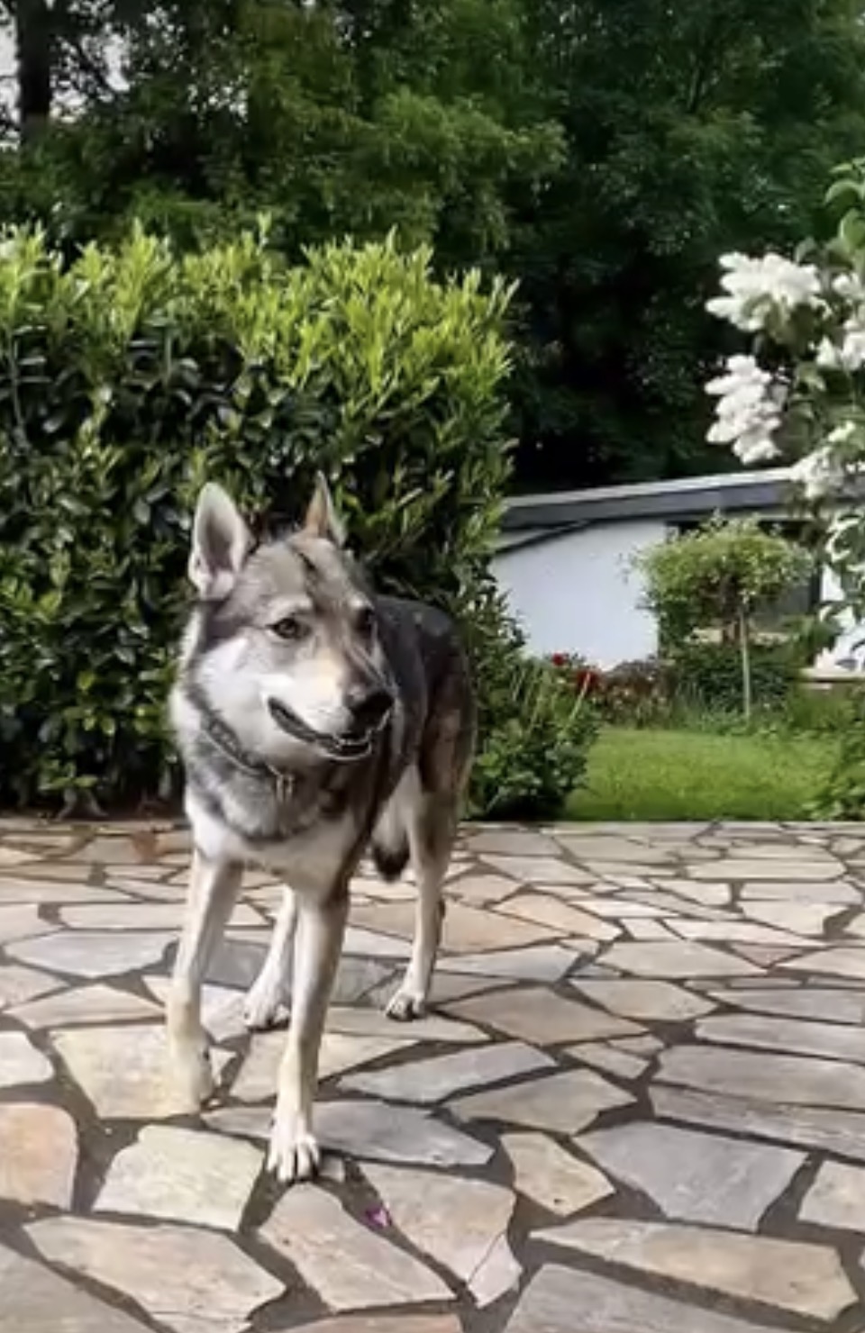Ferienhaus mit Hund: LaDolceVital 