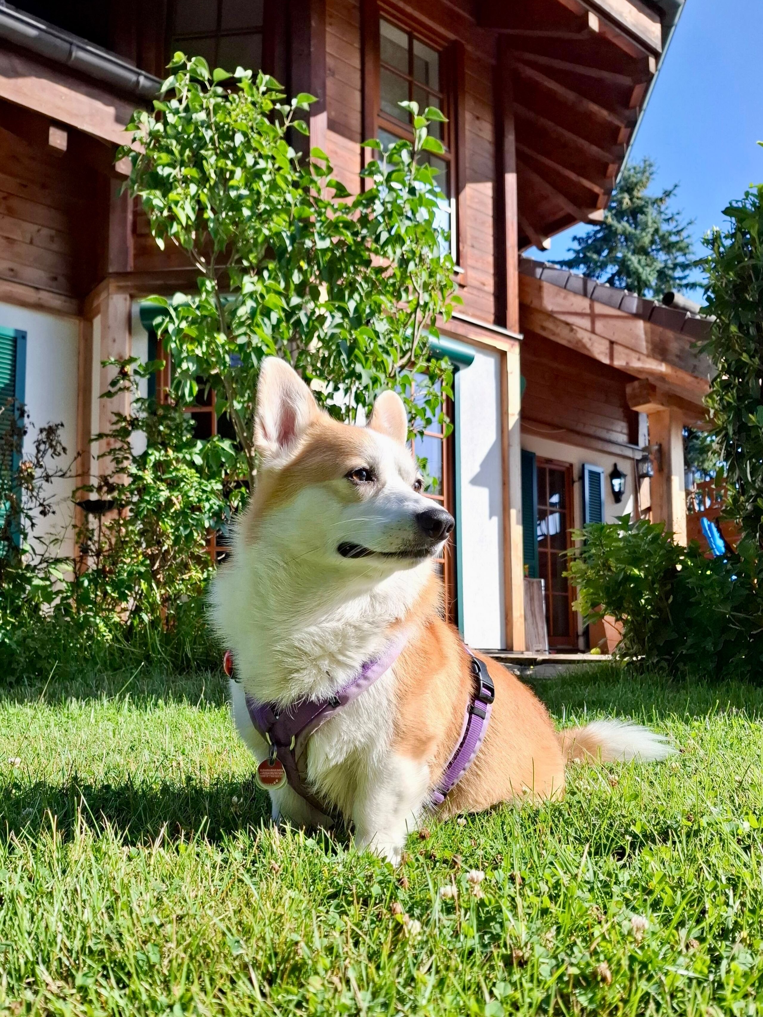 Ferienhaus mit Hund: LaDolceVital 