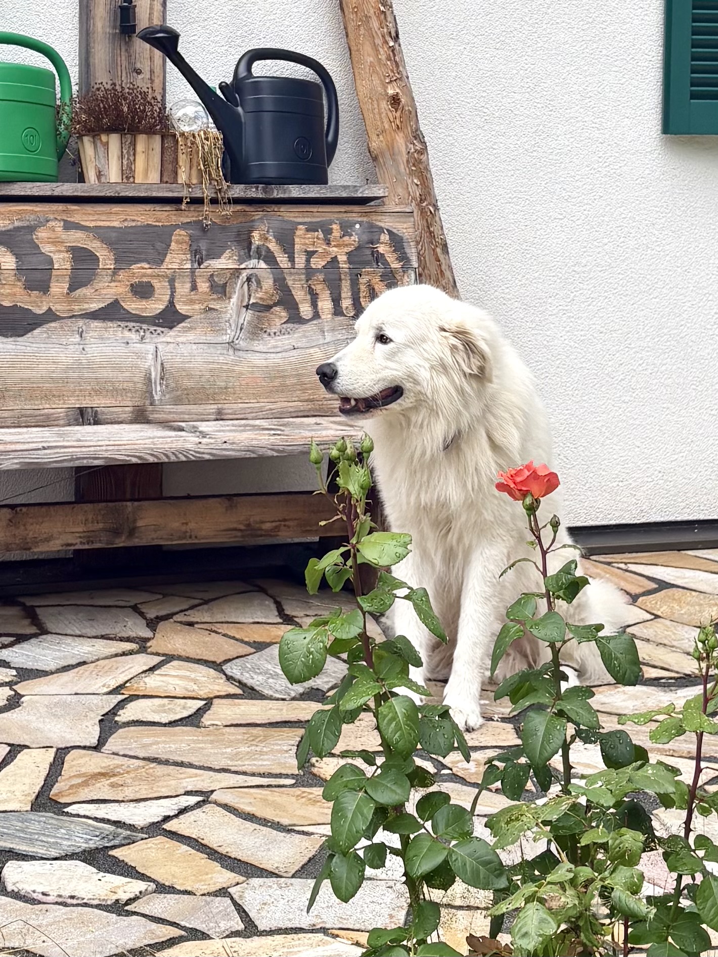 Ferienhaus mit Hund: LaDolceVital 