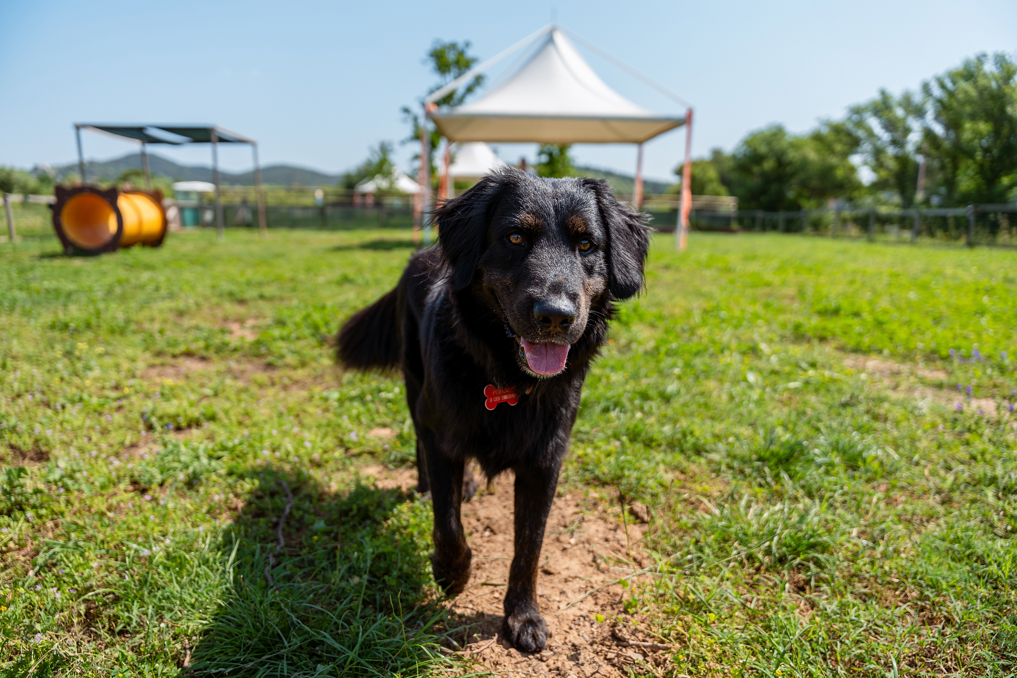 Urlaub-mit-Hund: Hundebereich - Pappasole Camping Village - Urlaub mit Hund