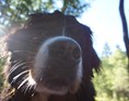 Urlaub-mit-Hund: Hunde willkommen - Der Kleinwalsertaler Rosenhof