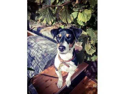 Hundehotel - Doggies: 3 Doggies - Hotelhund "Hedwig" - Berghotel Wiedener Eck