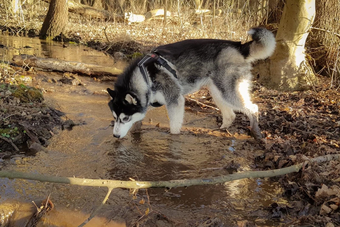 Urlaub-mit-Hund: Das Hundeparadies heißt euch Willkommen! - Seehotel Heidehof