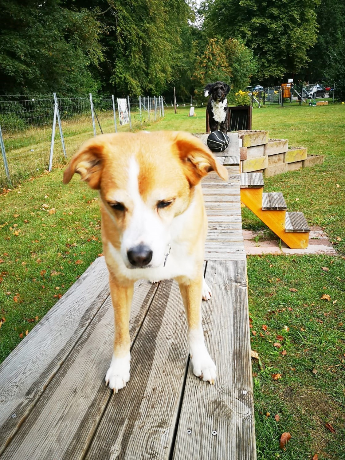 Urlaub-mit-Hund: Hundespielplatz - Dat Waldhus