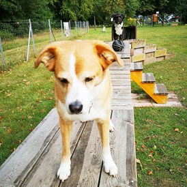 Urlaub-mit-Hund: Hundespielplatz - Dat Waldhus