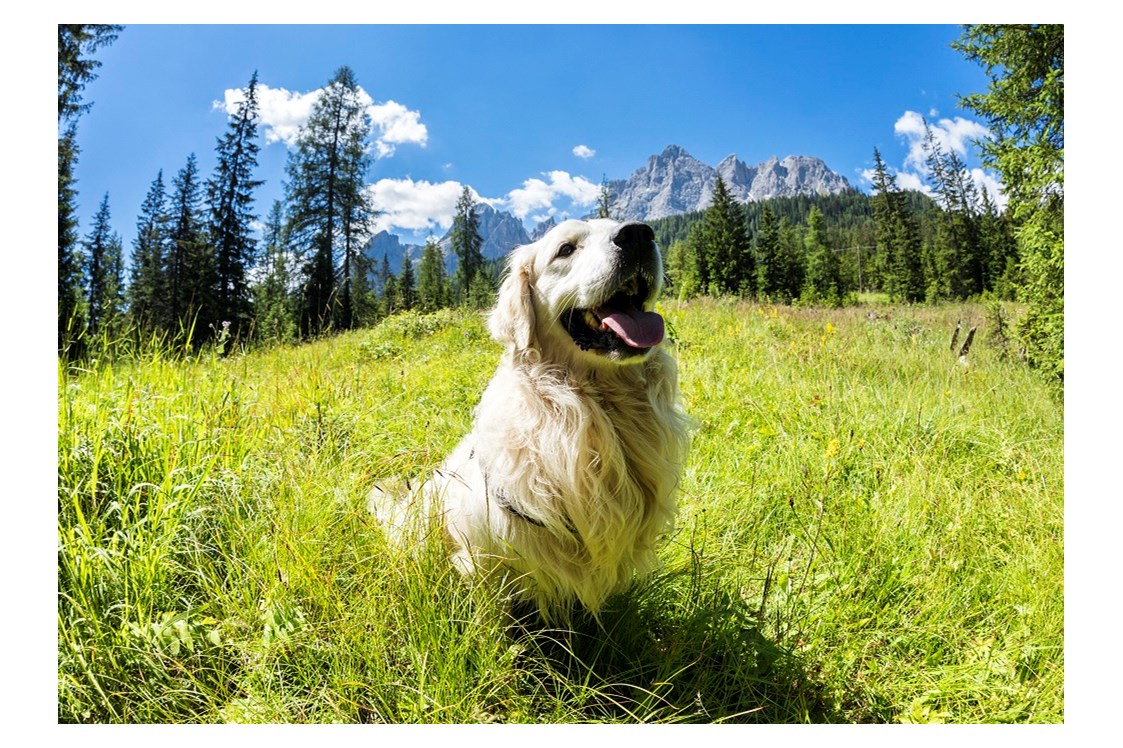 Urlaub-mit-Hund: Hunde liebe grüne Wiesen - Caravan Park Sexten