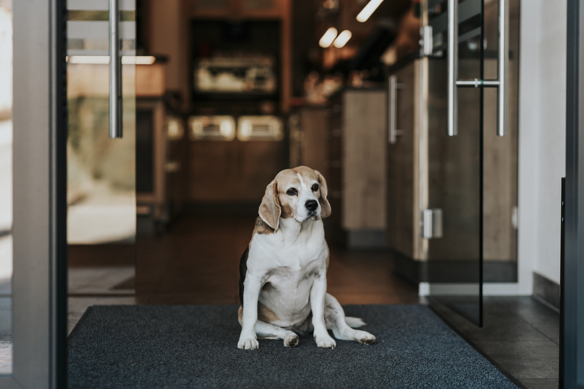 Hundehotel - Kärnten - Hotel Friesacherhof