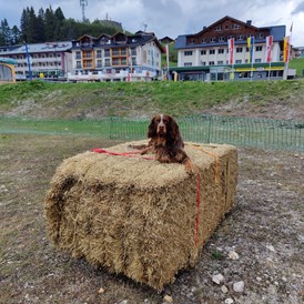 Urlaub-mit-Hund: Trainingsparcour - Hotel Binggl Obertauern