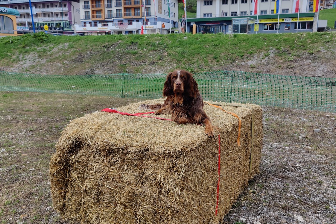 Urlaub-mit-Hund: Trainingsparcour - Hotel Binggl Obertauern