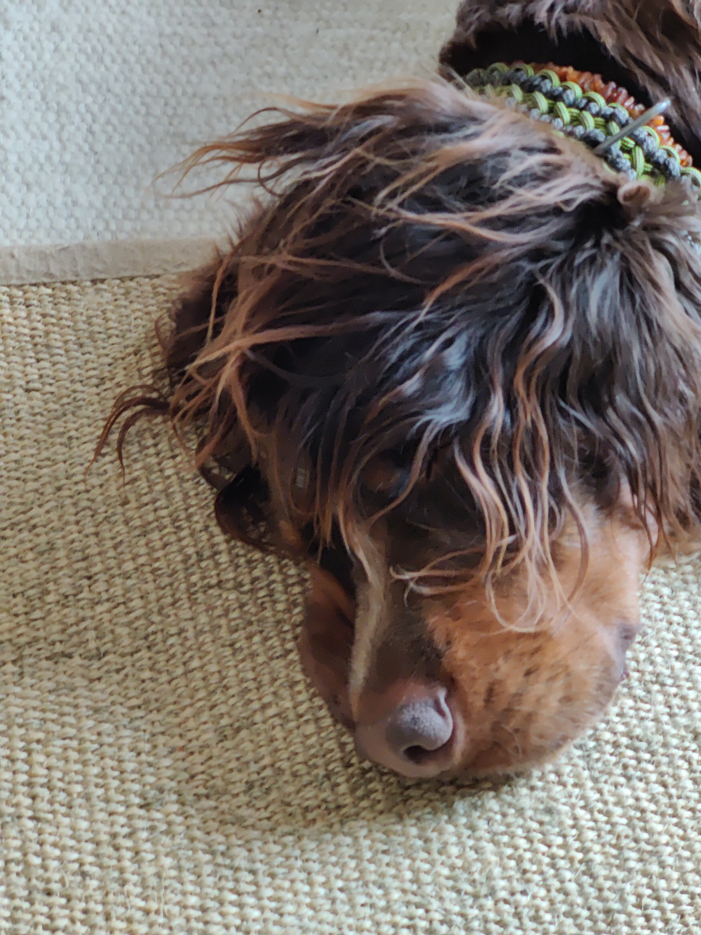 Urlaub-mit-Hund: Schlafender Hund - Hotel Binggl Obertauern