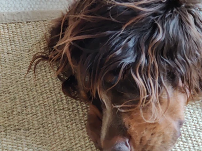 Hundehotel - Tauplitz - Schlafender Hund - Hotel Binggl Obertauern