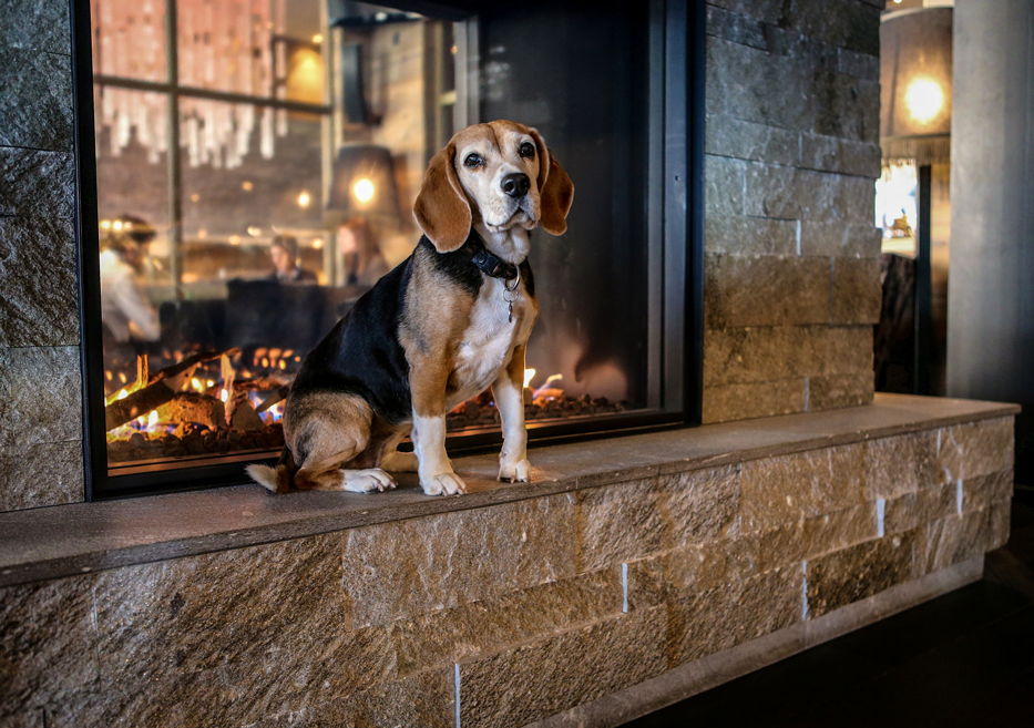 Hundehotel - Graubünden - Grischa - DAS Hotel Davos