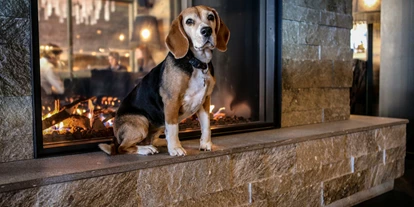 Hundehotel - Trink-/Fressnapf: an der Rezeption - Schruns - Grischa - DAS Hotel Davos