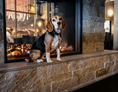 Urlaub-mit-Hund: Grischa - DAS Hotel Davos