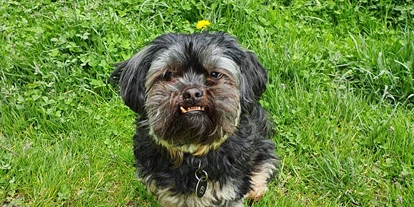 Hundehotel - Tauplitz - Boutique Hotel Alpenhof Sankt Martin am Tennengebirge