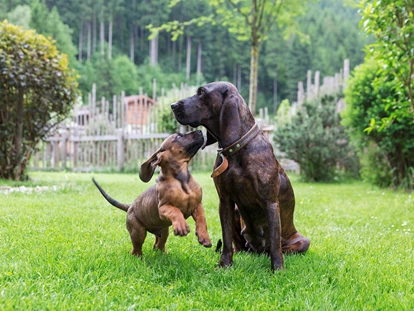 Hundehotel - WLAN - Berchtesgaden - Chalet mit eigenem eingezäunten Garten - Feriendorf Holzleb'n
