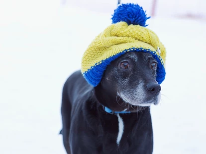 Hundehotel - WLAN - Berchtesgaden - Urlaub mit Hund - Feriendorf Holzleb'n