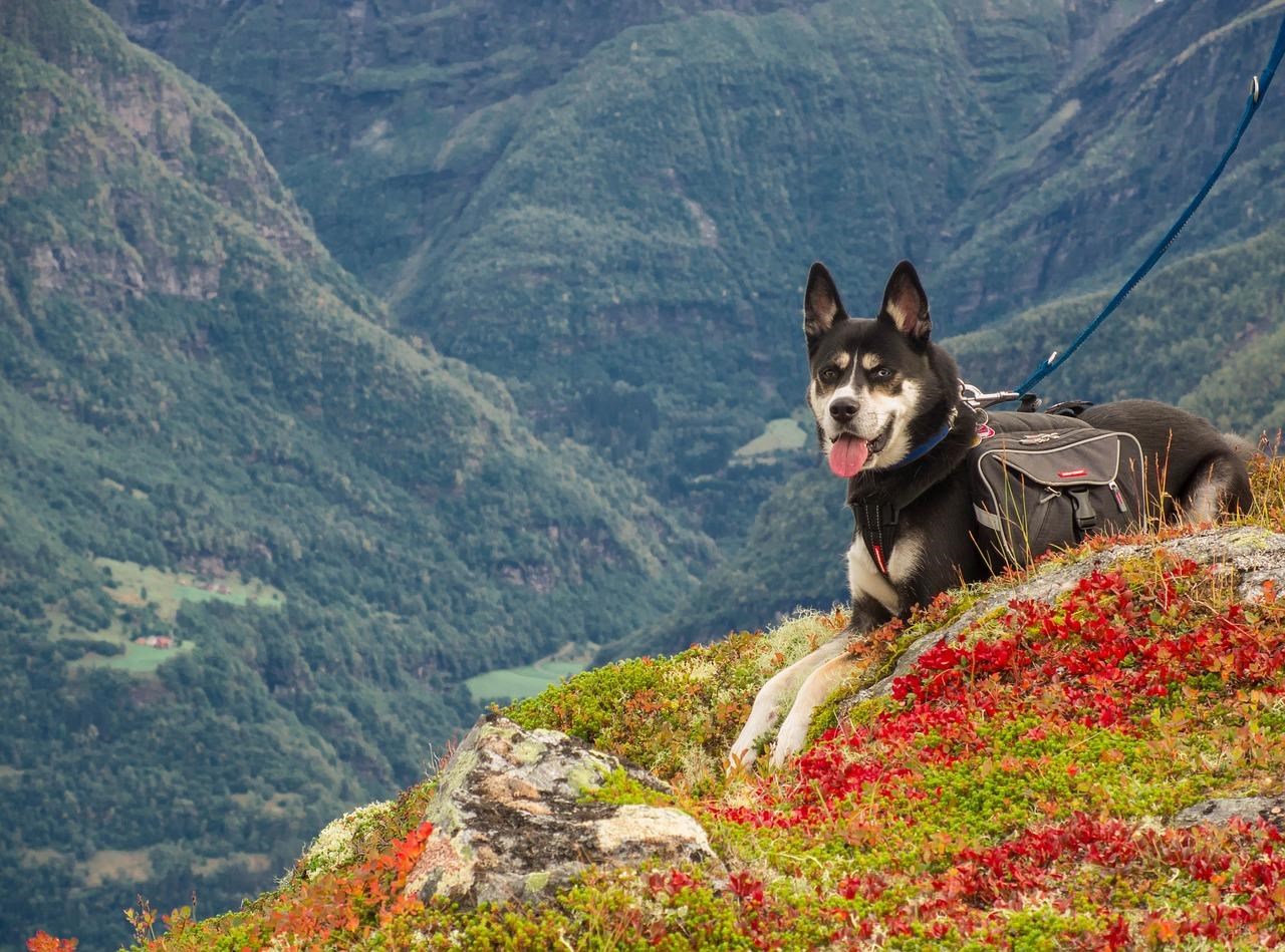 Bergresort Seefeld Ausflüge mit Hund Wandern mit Hund