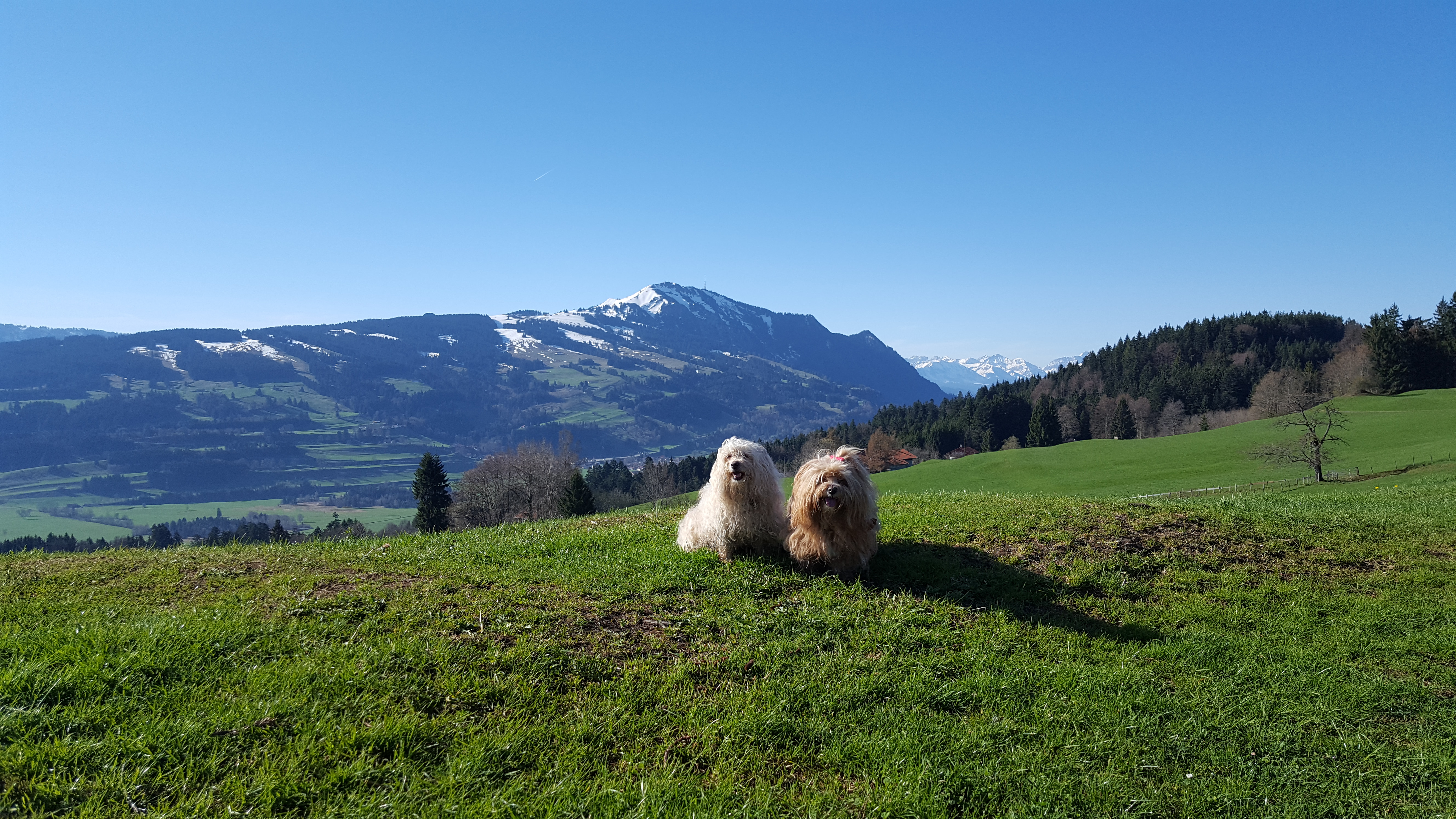 Landhaus Jörg Ausflüge mit Hund Wandern mit Hund im Allgäu