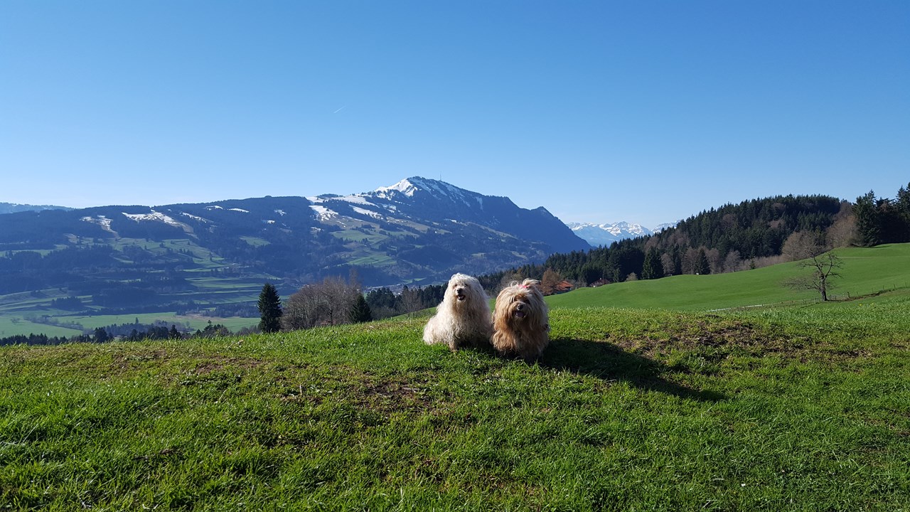 Landhaus Jörg Ausflüge mit Hund Wandern mit Hund im Allgäu