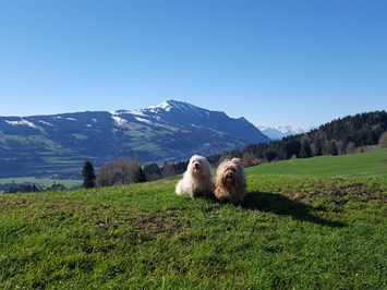 Landhaus Jörg Ausflüge mit Hund Wandern mit Hund im Allgäu