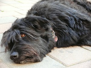 Urlaub-mit-Hund: Legen Sie sich einfach auf die faule Haut - Landgasthof Zum Elsabauern