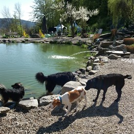 Urlaub-mit-Hund: Hundepark - Natur-Hunde-Hotel Bergfried