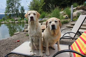 Urlaub-mit-Hund: Natur-Hunde-Hotel Bergfried